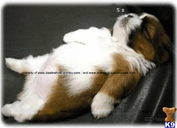 See MOVIE of puppies available on web site  tiny AKC Champion sired quality puppy avaiilable